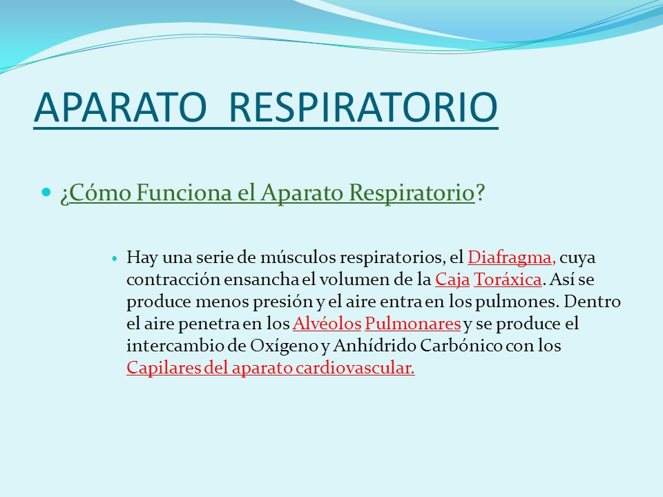 APARATO RESPIRATORIO ¿Cómo Funciona el Aparato Respiratorio
