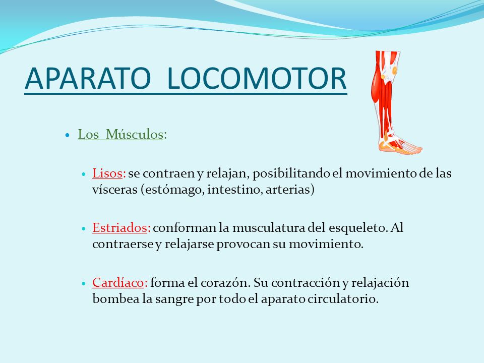 APARATO LOCOMOTOR Los Músculos: