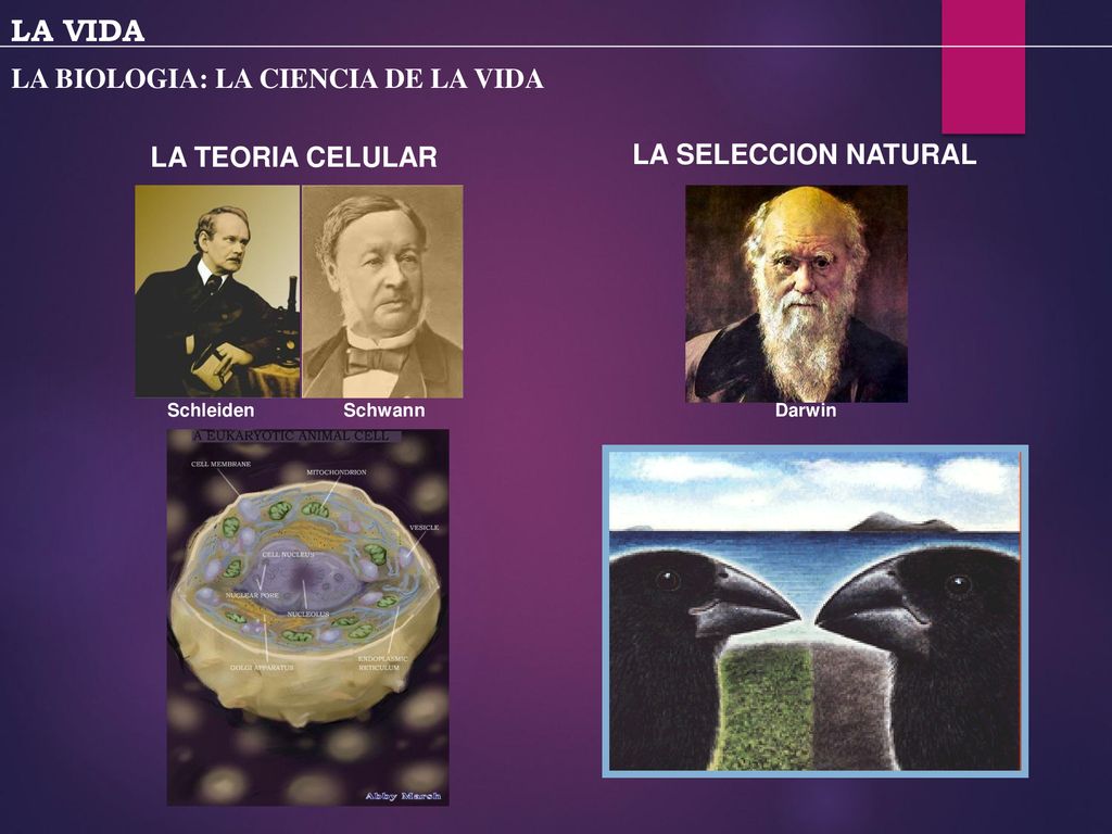 LA VIDA LA BIOLOGIA: LA CIENCIA DE LA VIDA LA TEORIA CELULAR