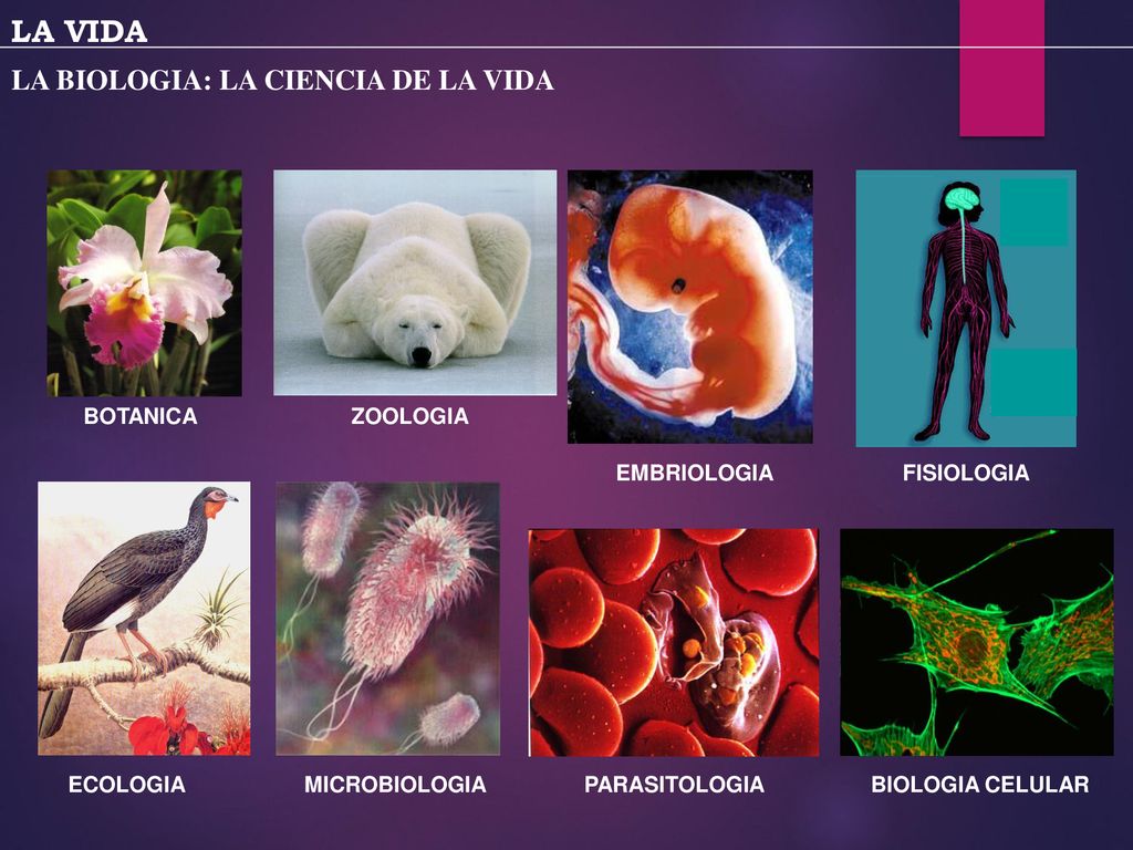 LA VIDA LA BIOLOGIA: LA CIENCIA DE LA VIDA FISIOLOGIA BOTANICA