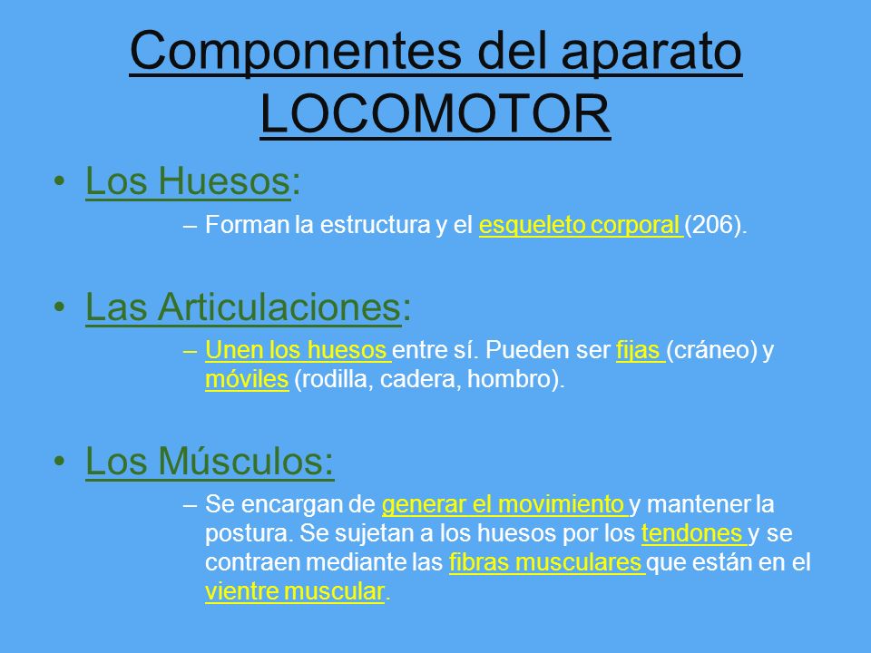 Componentes del aparato LOCOMOTOR
