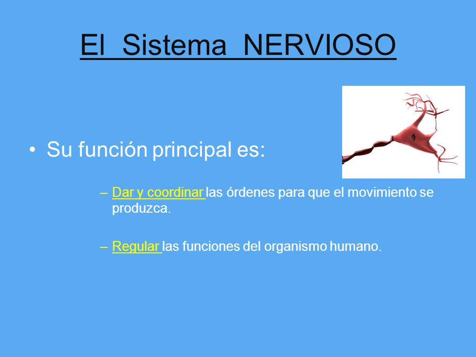 El Sistema NERVIOSO Su función principal es: