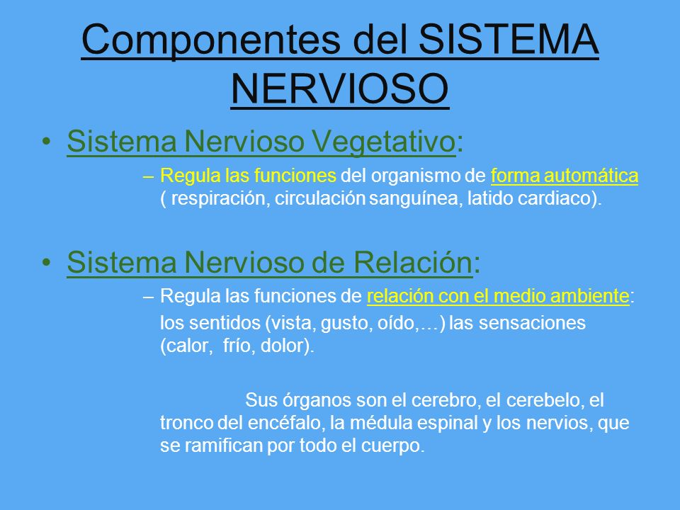 Componentes del SISTEMA NERVIOSO