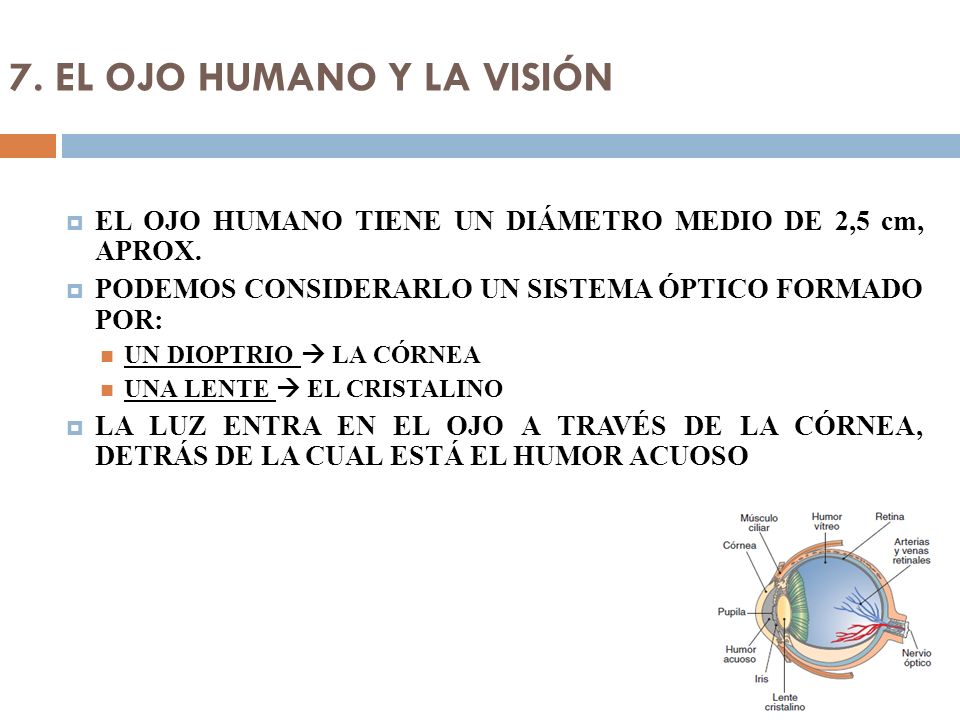 7. EL OJO HUMANO Y LA VISIÓN