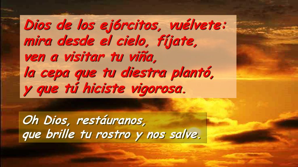 Dios de los ej6rcitos, vuélvete: mira desde el cielo, fíjate, ven a visitar tu viña, la cepa que tu diestra plantó, y que tú hiciste vigorosa.