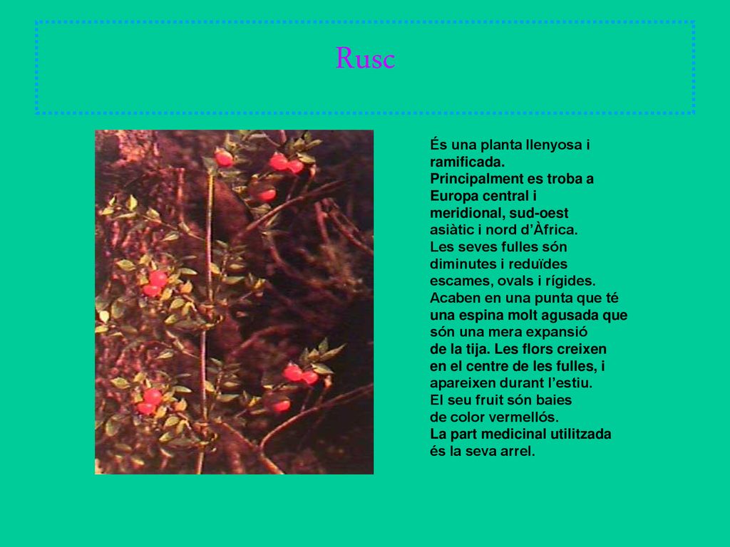 Rusc És una planta llenyosa i ramificada. Principalment es troba a