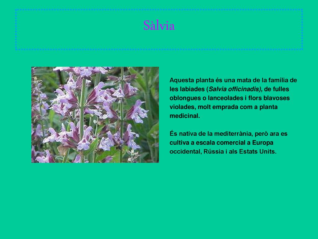 Sàlvia Aquesta planta és una mata de la família de