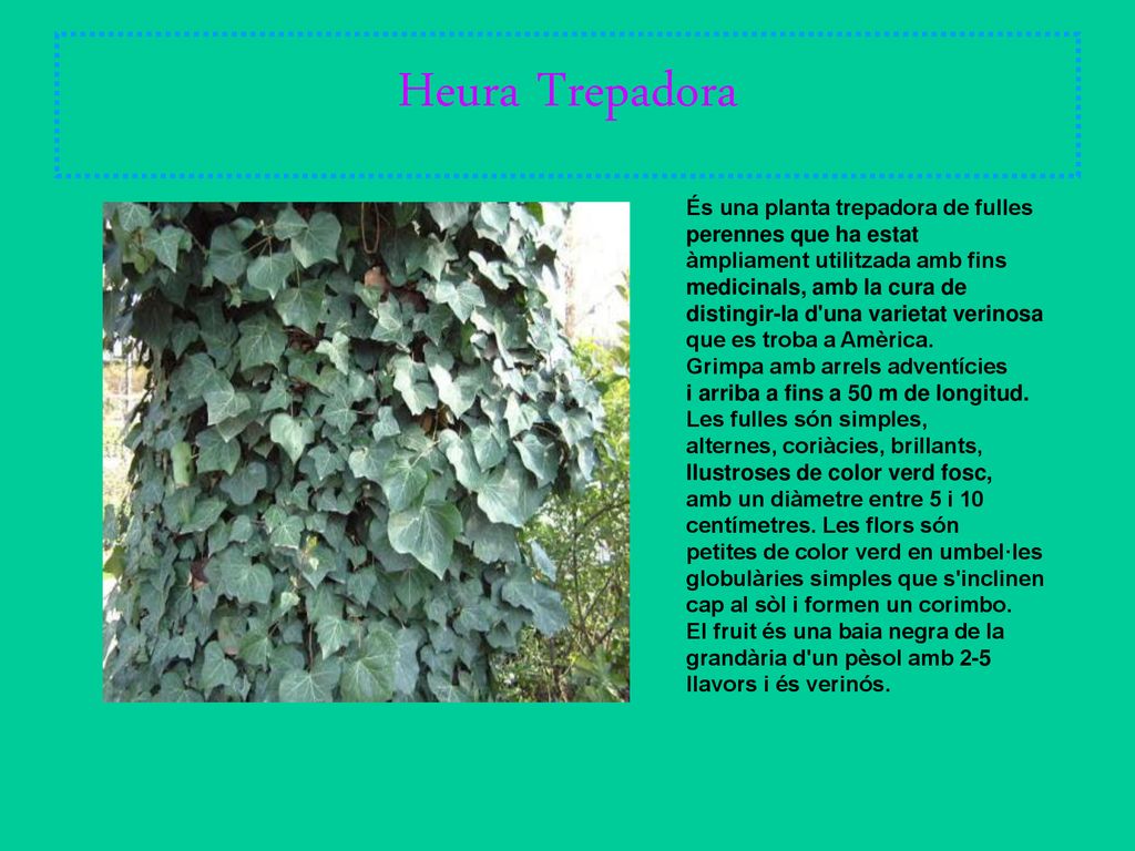 Heura Trepadora És una planta trepadora de fulles