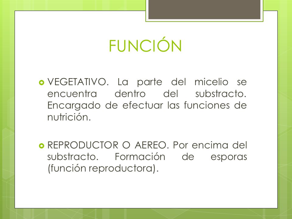FUNCIÓN VEGETATIVO. La parte del micelio se encuentra dentro del substracto. Encargado de efectuar las funciones de nutrición.