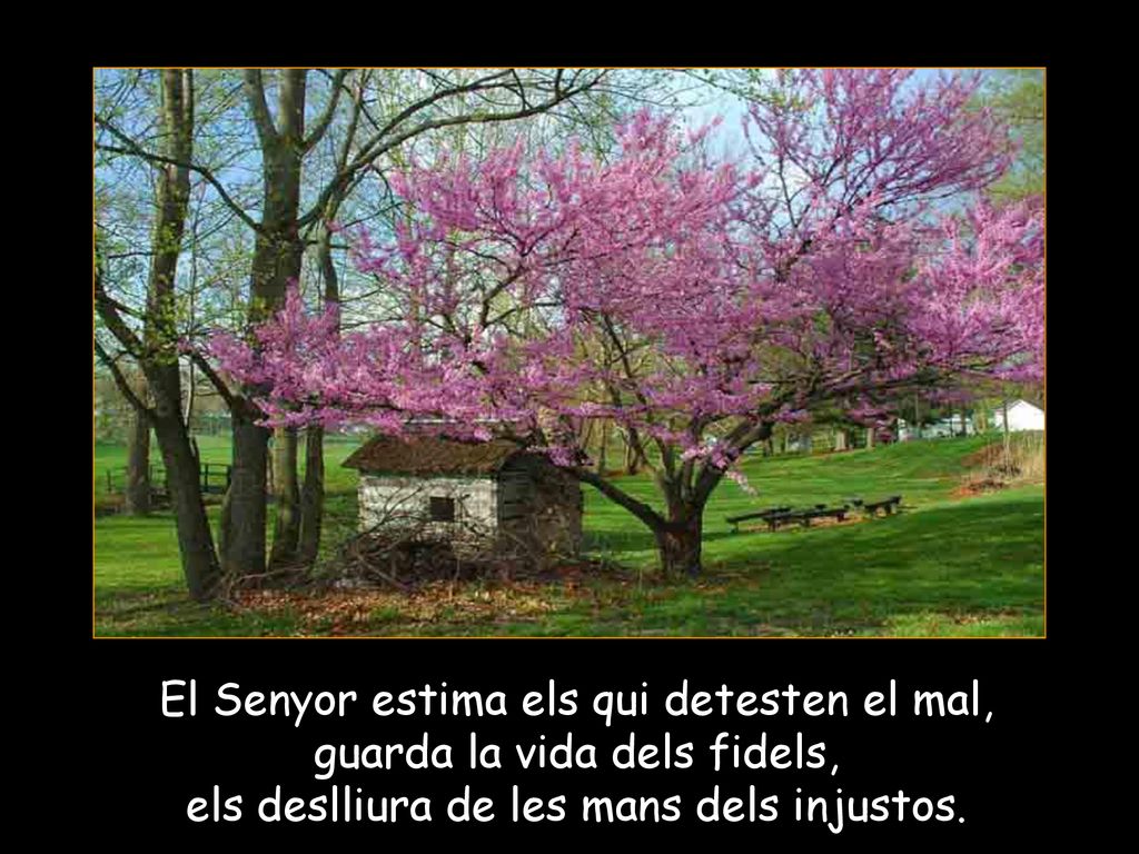 El Senyor estima els qui detesten el mal, guarda la vida dels fidels,