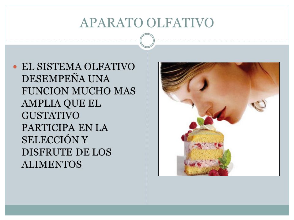 APARATO OLFATIVO EL SISTEMA OLFATIVO DESEMPEÑA UNA FUNCION MUCHO MAS AMPLIA QUE EL GUSTATIVO PARTICIPA EN LA SELECCIÓN Y DISFRUTE DE LOS ALIMENTOS.
