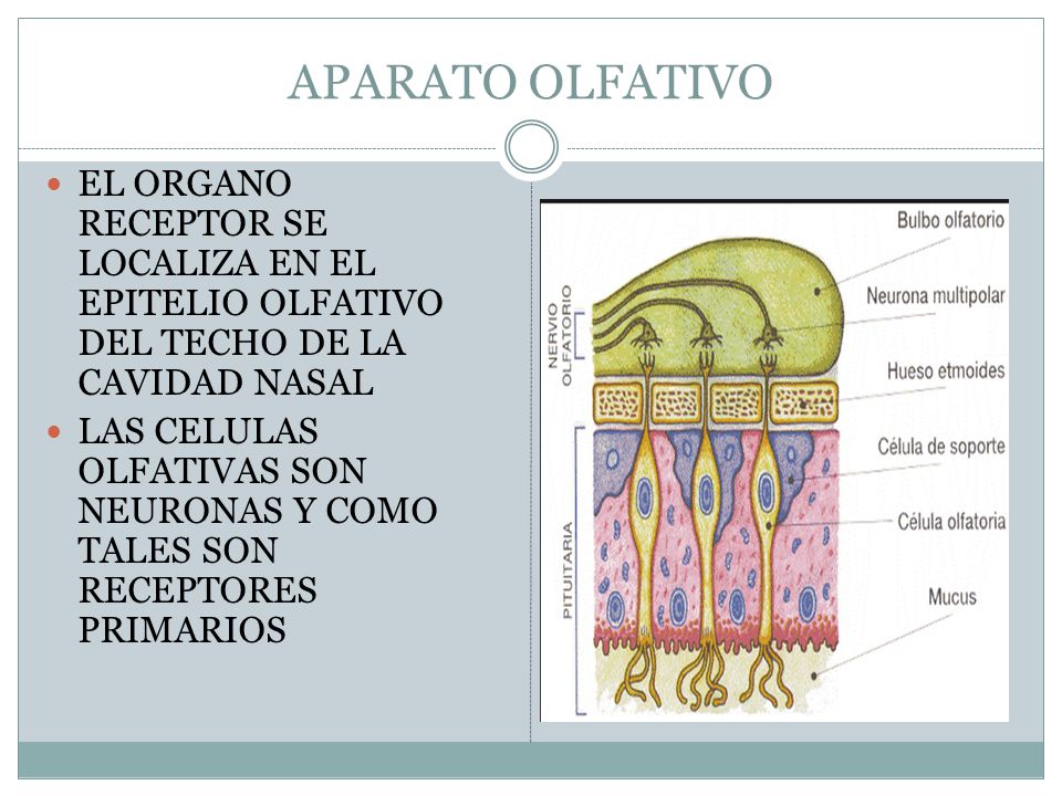 APARATO OLFATIVO EL ORGANO RECEPTOR SE LOCALIZA EN EL EPITELIO OLFATIVO DEL TECHO DE LA CAVIDAD NASAL.