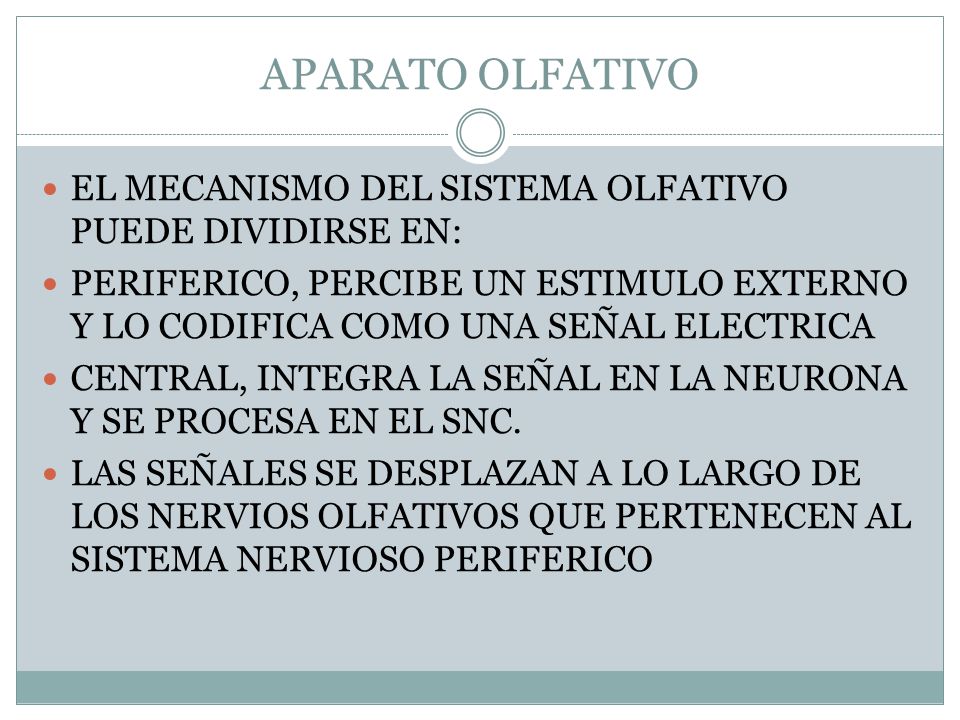 APARATO OLFATIVO EL MECANISMO DEL SISTEMA OLFATIVO PUEDE DIVIDIRSE EN: