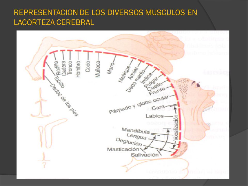 REPRESENTACION DE LOS DIVERSOS MUSCULOS EN LACORTEZA CEREBRAL