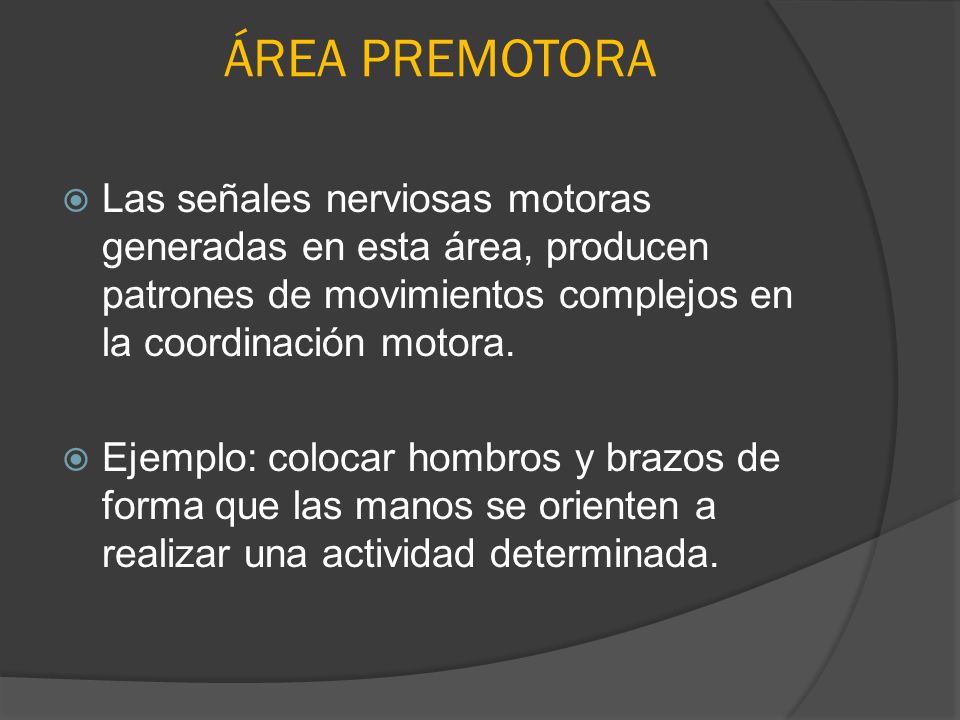 ÁREA PREMOTORA Las señales nerviosas motoras generadas en esta área, producen patrones de movimientos complejos en la coordinación motora.