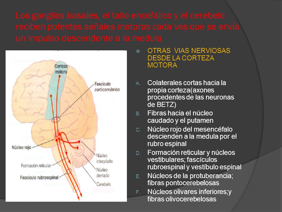 Los ganglios basales, el tallo encefálico y el cerebelo reciben potentes señales motoras cada ves que se envía un impulso descendente a la medula