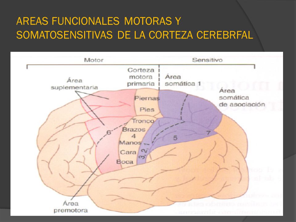 AREAS FUNCIONALES MOTORAS Y SOMATOSENSITIVAS DE LA CORTEZA CEREBRFAL