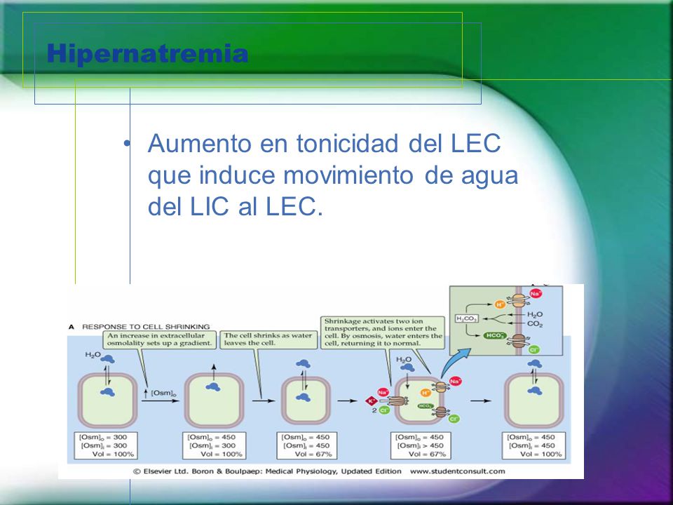 Hipernatremia Aumento en tonicidad del LEC que induce movimiento de agua del LIC al LEC.