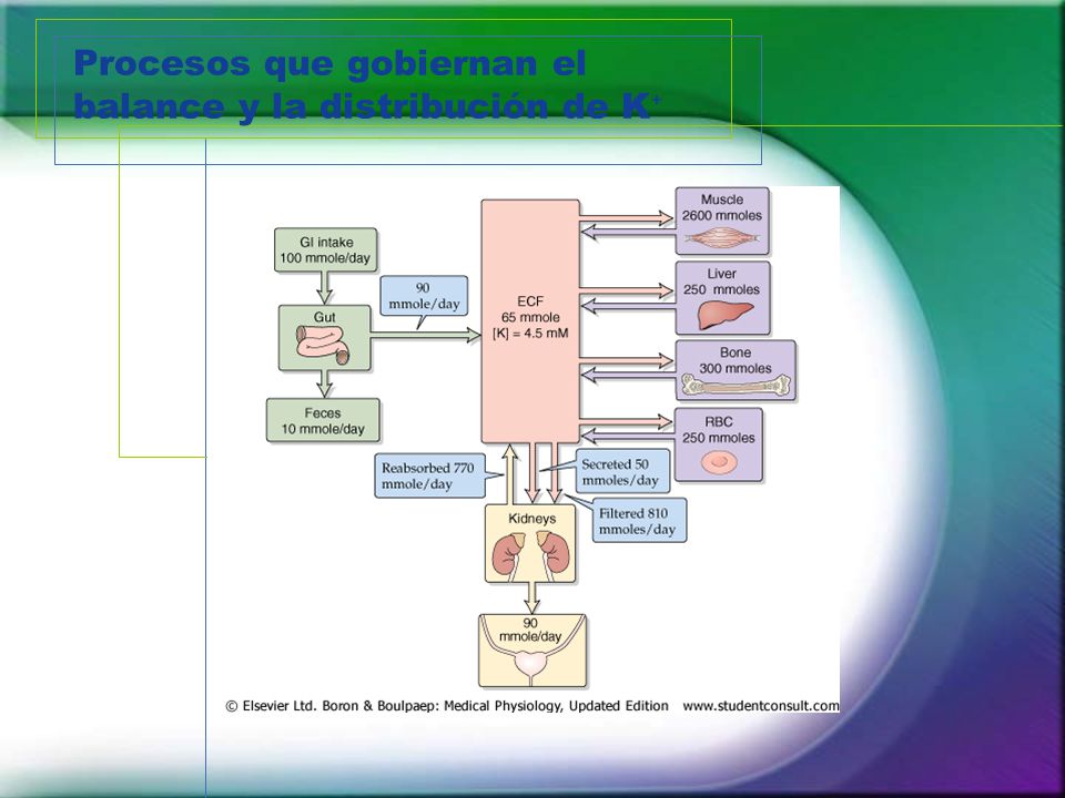 Procesos que gobiernan el balance y la distribución de K⁺