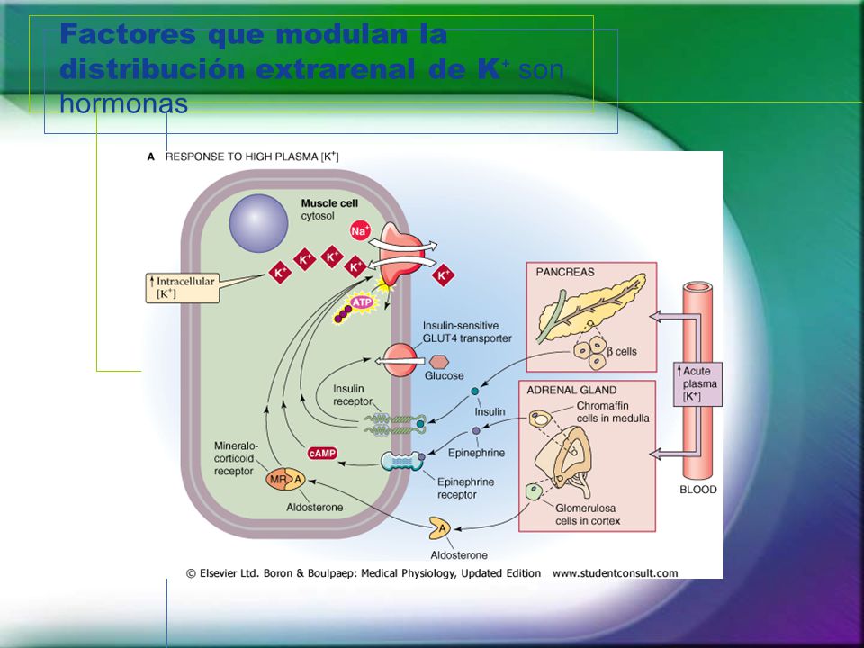 Factores que modulan la distribución extrarenal de K⁺ son hormonas