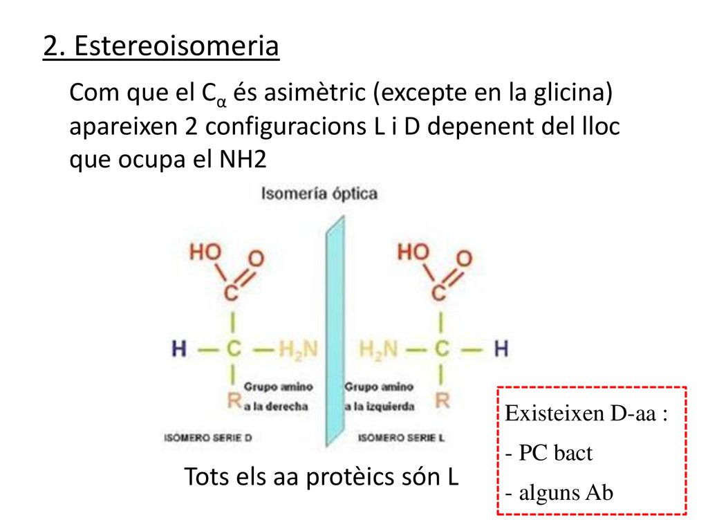 2. Estereoisomeria Com que el Cα és asimètric (excepte en la glicina) apareixen 2 configuracions L i D depenent del lloc que ocupa el NH2.