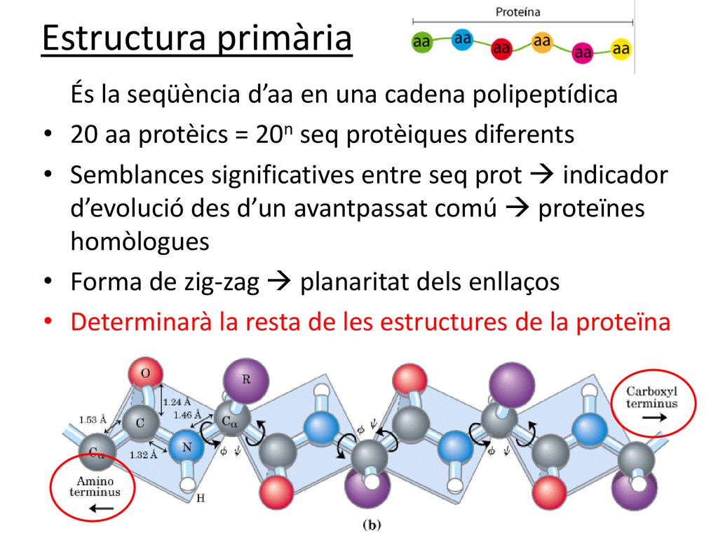 Estructura primària És la seqüència d’aa en una cadena polipeptídica