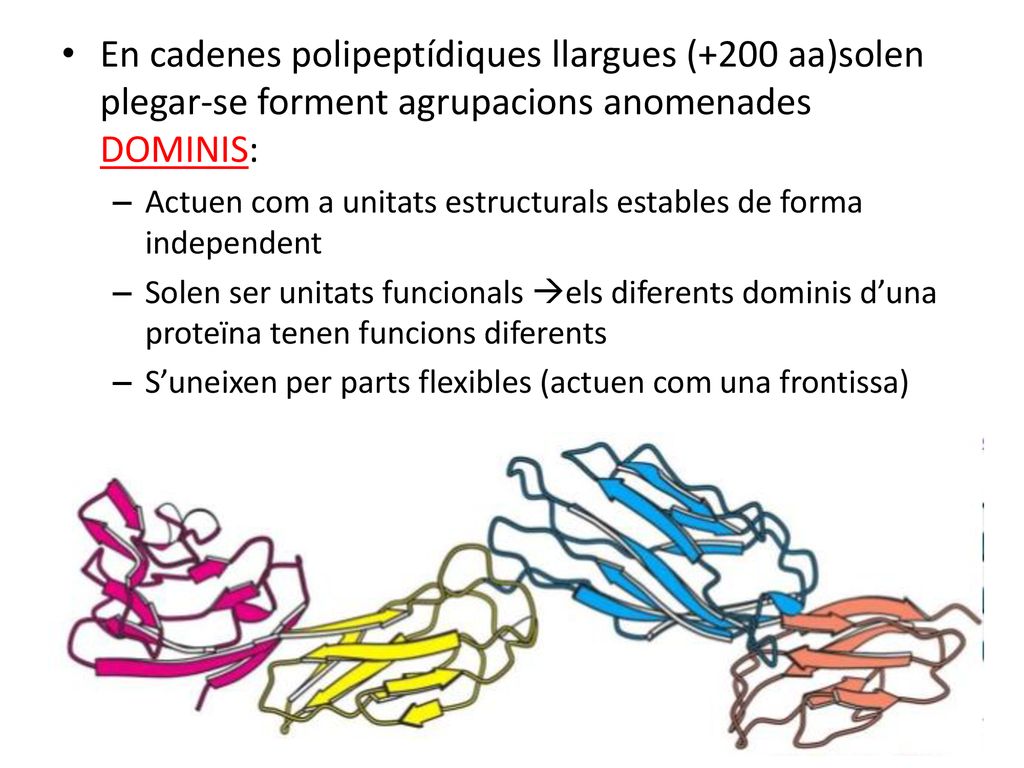 En cadenes polipeptídiques llargues (+200 aa)solen plegar-se forment agrupacions anomenades DOMINIS: