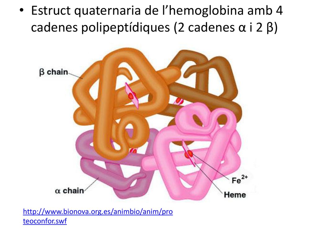 Estruct quaternaria de l’hemoglobina amb 4 cadenes polipeptídiques (2 cadenes α i 2 β)