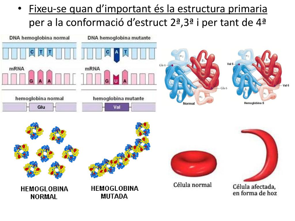 Fixeu-se quan d’important és la estructura primaria per a la conformació d’estruct 2ª,3ª i per tant de 4ª