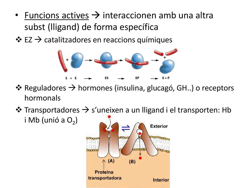 Funcions actives  interaccionen amb una altra subst (lligand) de forma específica