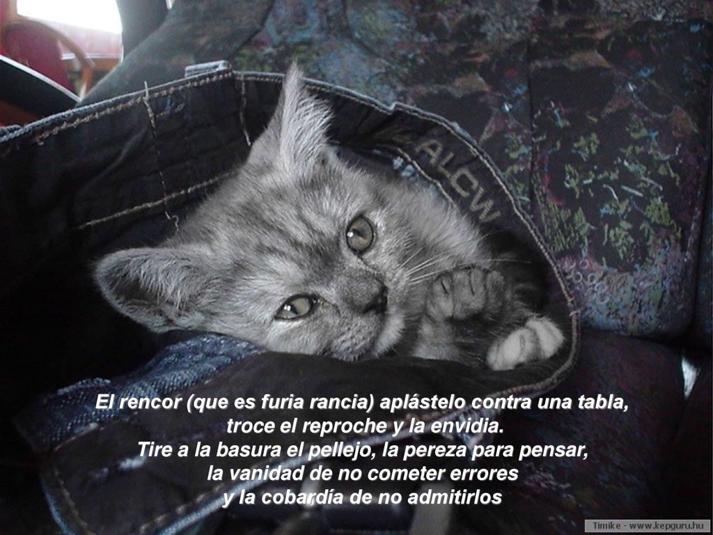 El rencor (que es furia rancia) aplástelo contra una tabla,