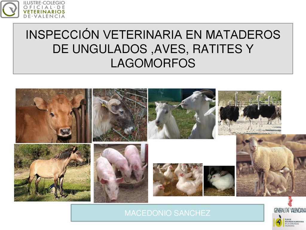 INSPECCIÓN VETERINARIA EN MATADEROS DE UNGULADOS ,AVES, RATITES Y LAGOMORFOS