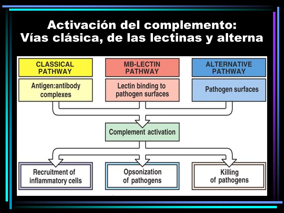 Activación del complemento: Vías clásica, de las lectinas y alterna