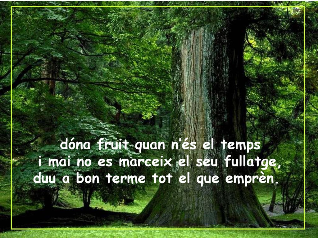 dóna fruit quan n’és el temps i mai no es marceix el seu fullatge,