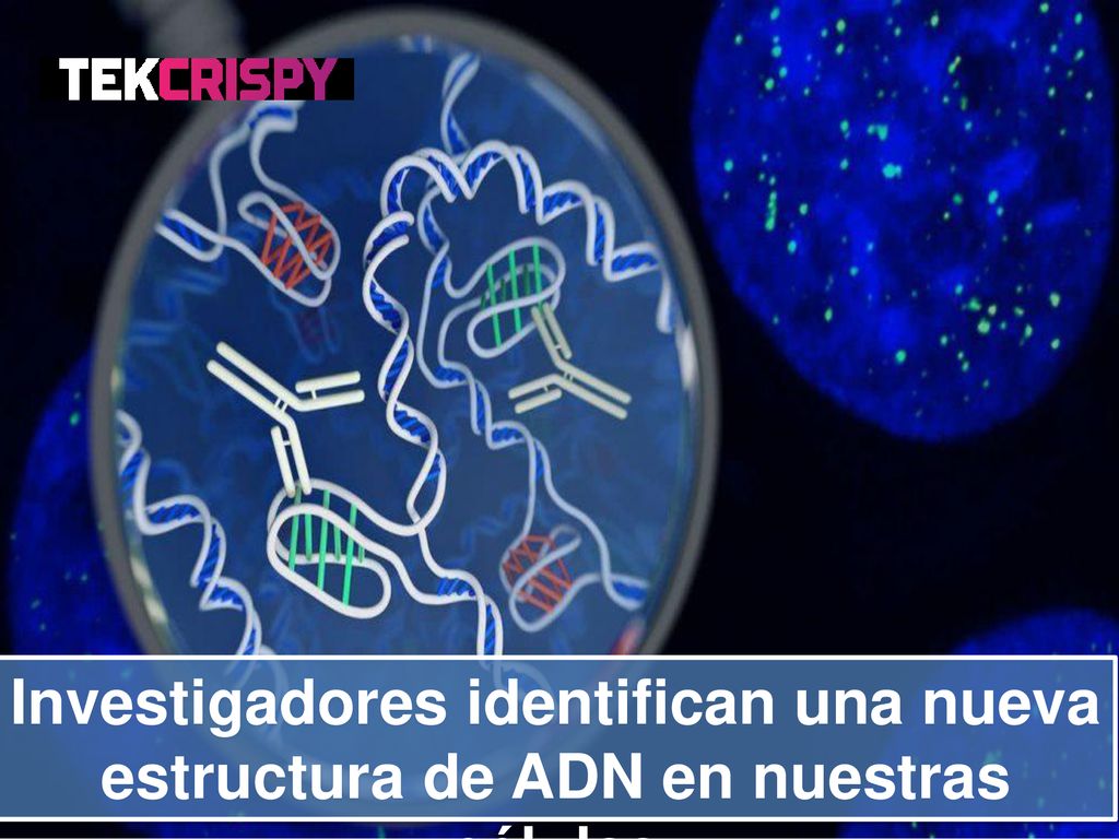 Investigadores identifican una nueva estructura de ADN en nuestras células