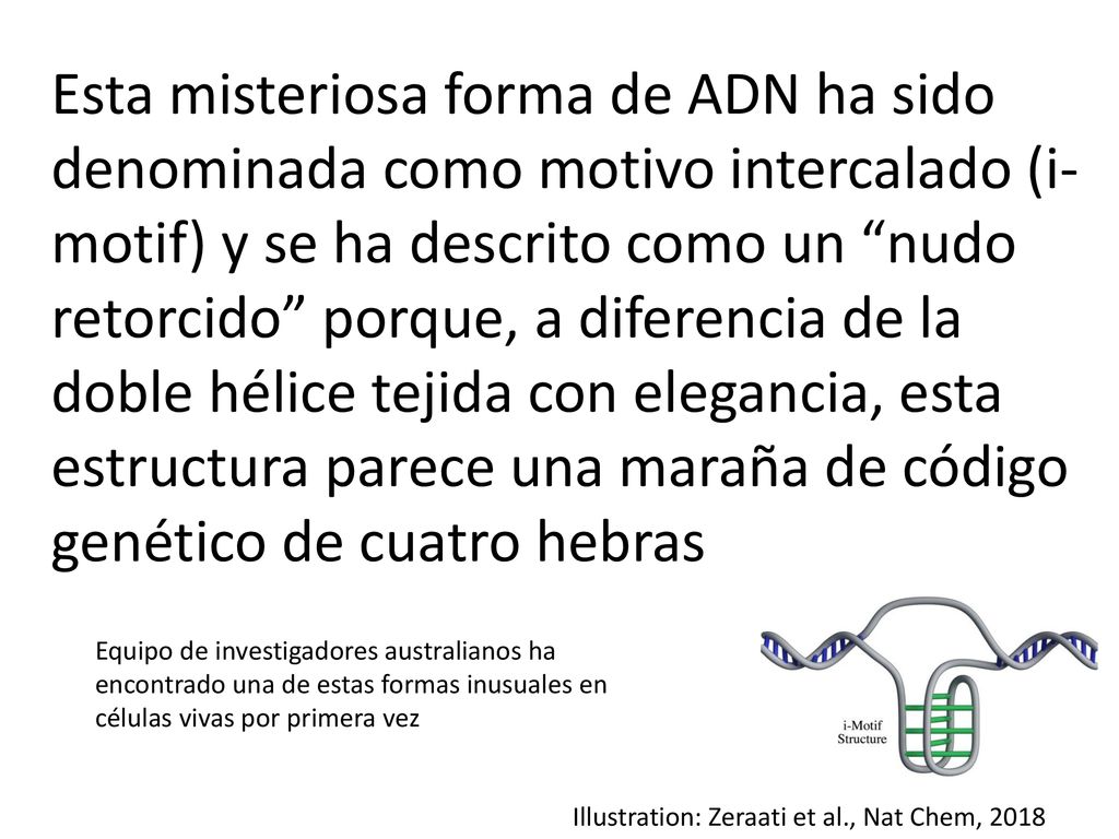 Esta misteriosa forma de ADN ha sido denominada como motivo intercalado (i-motif) y se ha descrito como un nudo retorcido porque, a diferencia de la doble hélice tejida con elegancia, esta estructura parece una maraña de código genético de cuatro hebras
