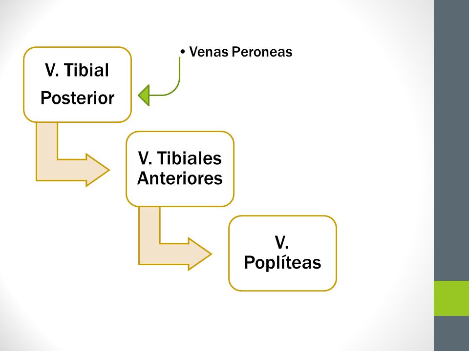 V. Tibial Posterior Venas Peroneas V. Tibiales Anteriores V. Poplíteas