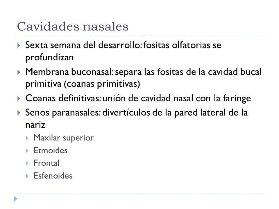 Cavidades nasales Sexta semana del desarrollo: fositas olfatorias se profundizan.