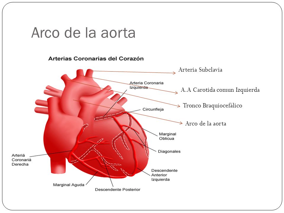 Arco de la aorta Arteria Subclavia A.A Carotida comun Izquierda