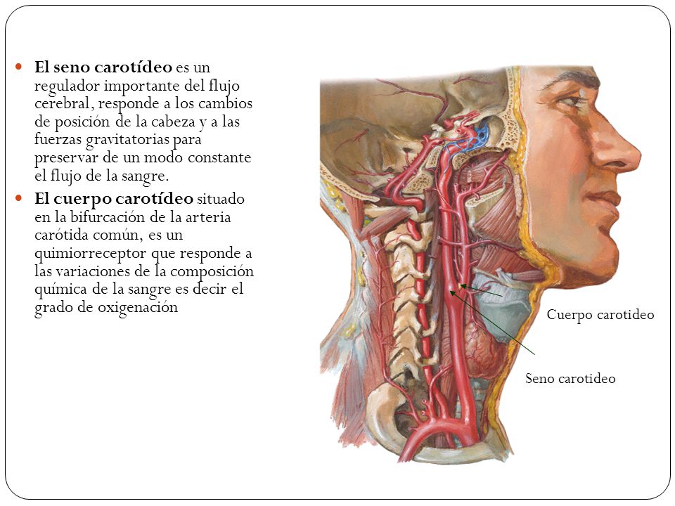 El seno carotídeo es un regulador importante del flujo cerebral, responde a los cambios de posición de la cabeza y a las fuerzas gravitatorias para preservar de un modo constante el flujo de la sangre.