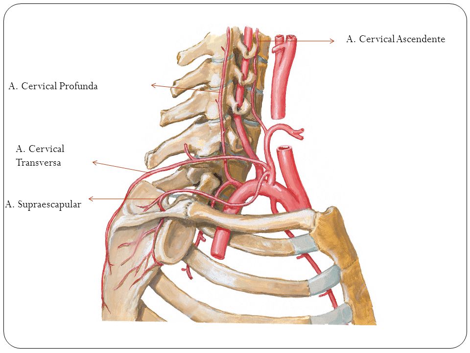 A. Cervical Ascendente A. Cervical Profunda A. Cervical Transversa A. Supraescapular