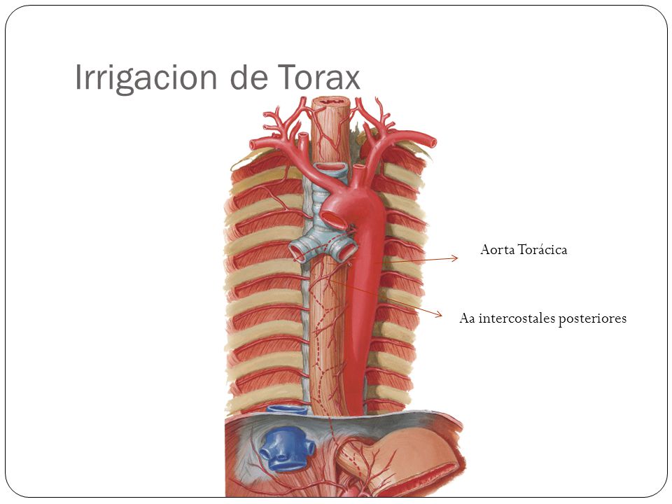 Irrigacion de Torax Aorta Torácica Aa intercostales posteriores