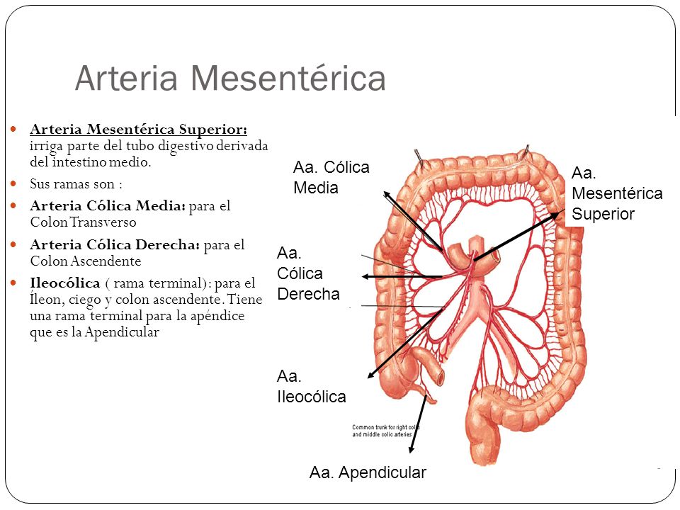 Arteria Mesentérica Arteria Mesentérica Superior: irriga parte del tubo digestivo derivada del intestino medio.