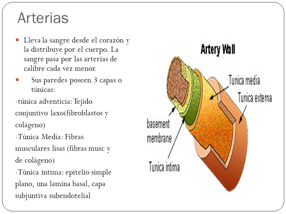 Arterias Lleva la sangre desde el corazón y la distribuye por el cuerpo. La sangre pasa por las arterias de calibre cada vez menor.