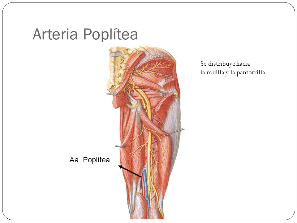 Arteria Poplítea Se distribuye hacia la rodilla y la pantorrilla