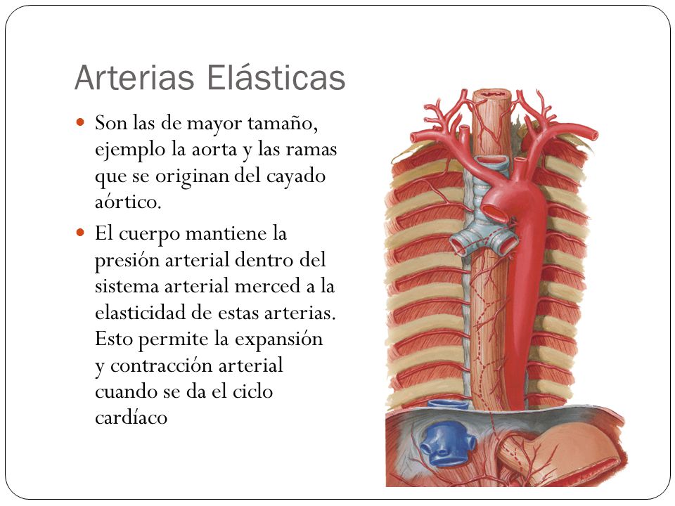 Arterias Elásticas Son las de mayor tamaño, ejemplo la aorta y las ramas que se originan del cayado aórtico.