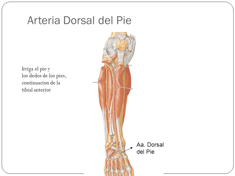 Arteria Dorsal del Pie Irriga el pie y los dedos de los pies, continuacion de la tibial anterior.