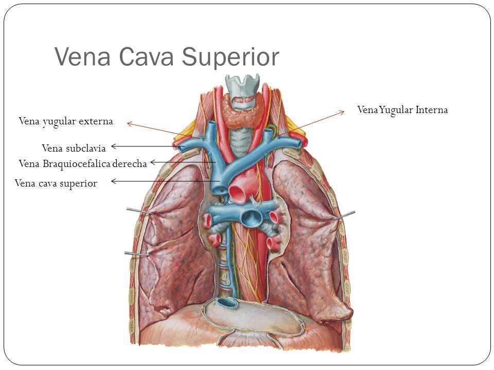 Vena Cava Superior Vena Yugular Interna Vena yugular externa