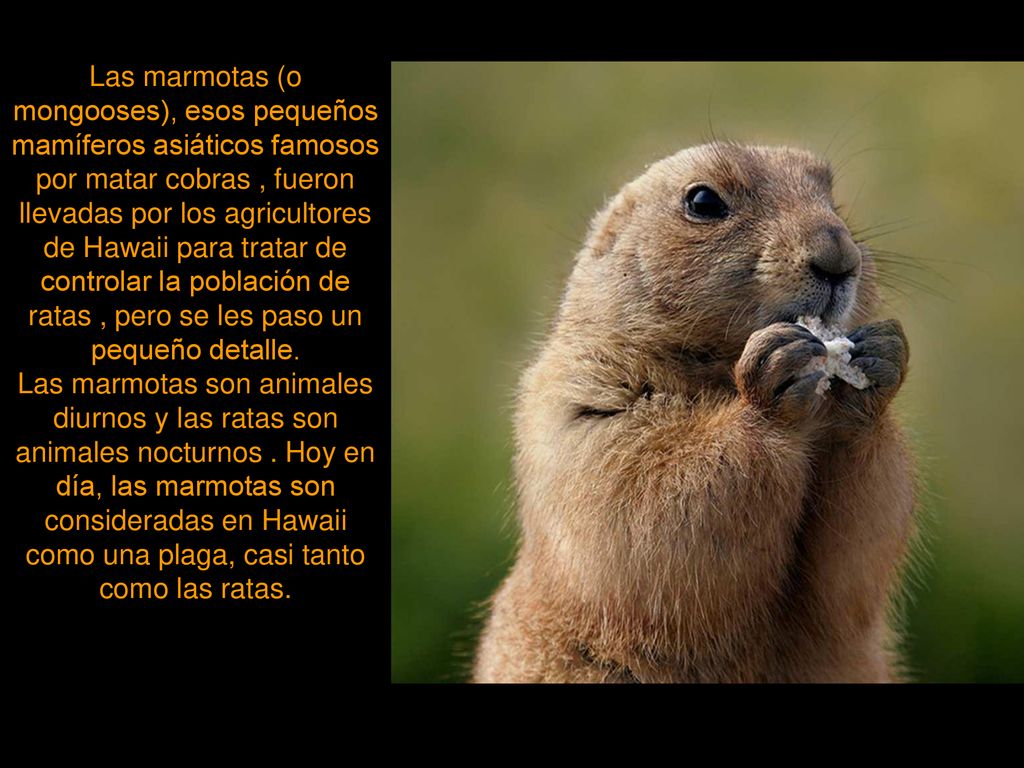 Las marmotas (o mongooses), esos pequeños mamíferos asiáticos famosos por matar cobras , fueron llevadas por los agricultores de Hawaii para tratar de controlar la población de ratas , pero se les paso un pequeño detalle.