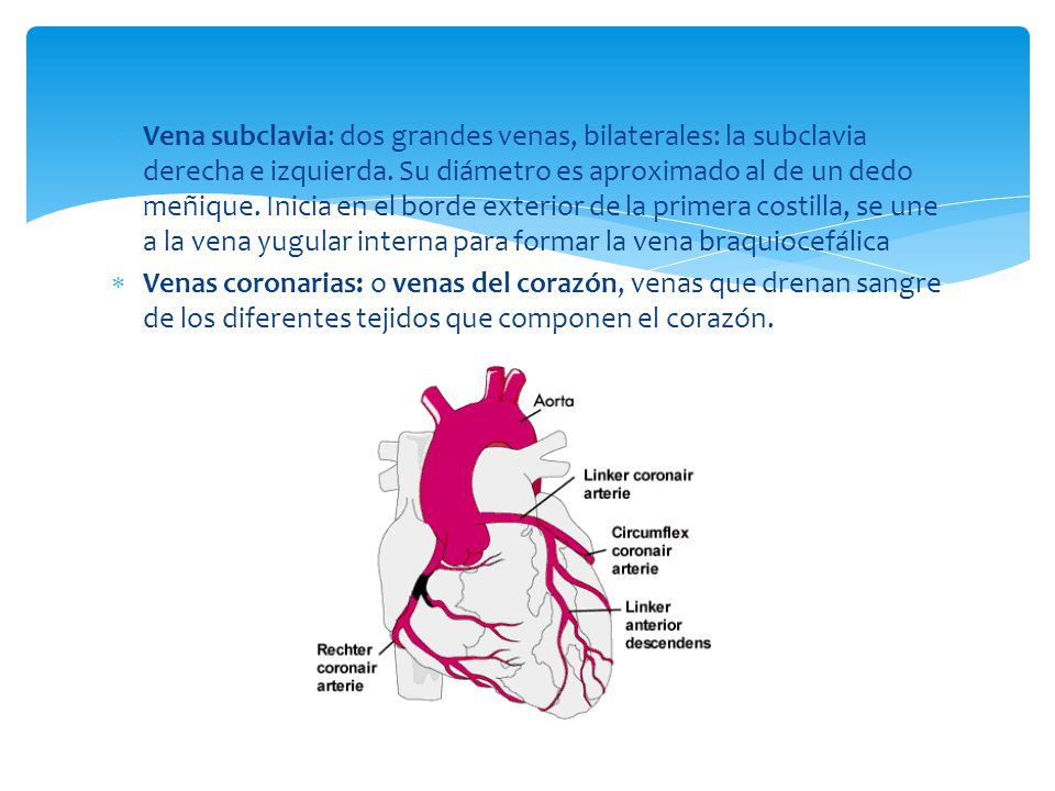 Vena subclavia: dos grandes venas, bilaterales: la subclavia derecha e izquierda. Su diámetro es aproximado al de un dedo meñique. Inicia en el borde exterior de la primera costilla, se une a la vena yugular interna para formar la vena braquiocefálica